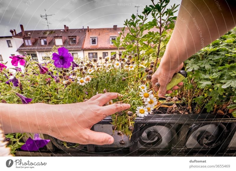 Balkon gärtnern Baum Sommer Garten Erde Gesundheit Jahreszeiten organisch grün frisch authentisch Natur oben wachsen ernten Nachbar Handarbeit Gartenpflanzen