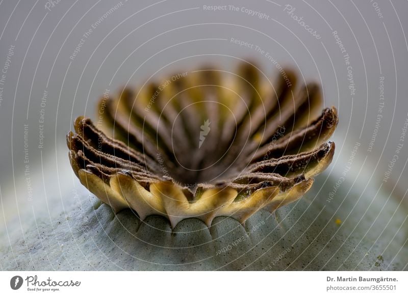 Mohnschote des orientalischen Mohns, Papaver orientale Staudenmohn Frucht reif Hülse Papaveraceae Nahaufnahme