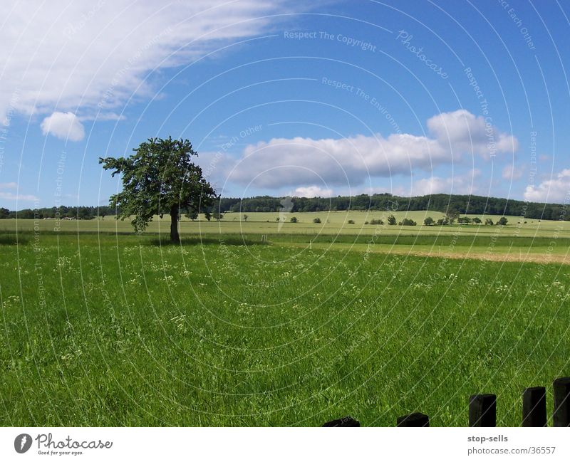 Sommerlangeweile Baum Wiese Momentaufnahme Zaun Makel Panorama (Aussicht) Blauer Himmel schönwetter tharandt groß