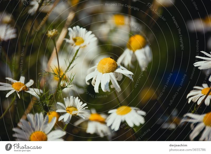 Margeriten entblättertern sich. Ein Teil der Blätter ist herunter gefallen. Pflanze Natur Blume grün weiß schön natürlich Blütenblatt Sommer frisch Nahaufnahme