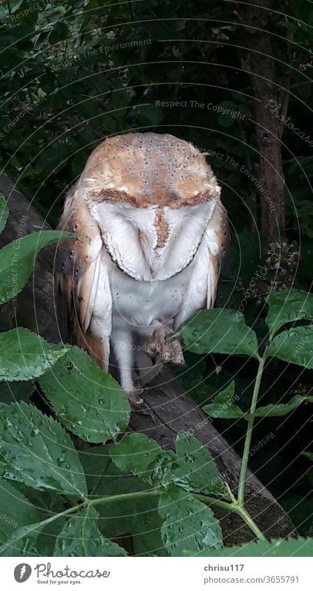 Junge Schleiereule im Regen sitzend, wartend auf die Elterntiere und Futter Vogelbeobachtung Eulenvögel Natur Jungtier Greifvogel Farbfoto Wildtier Nahaufnahme