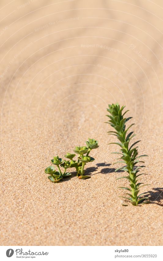 Wüstensonne Wüstenpflanze Natur Sonnenlicht Sand Wärme Dürre Umwelt Düne Landschaft Ferien & Urlaub & Reisen Tourismus Abenteuer Sommer heiß Ferne