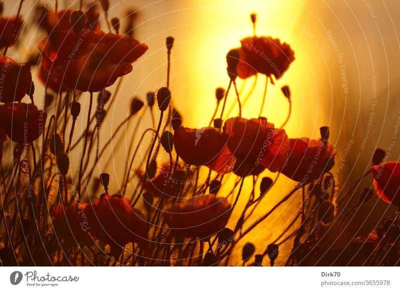 Mohn im Sonnenuntergang Mohnfeld Mohnblume mohnblumen Mohnblüte Mohnblüten rot orange Sommer Sonnenlicht Wärme Abend Abendlicht Gegenlicht