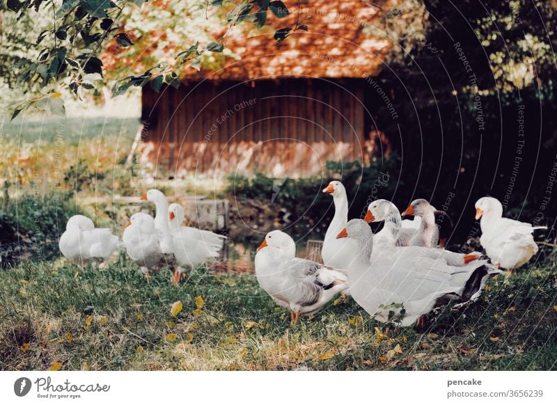 einen sommer lang Federvieh Gans Gänse Herde Sommer Bauernhof Hütte warm Gruppe Weihnachtsgans Schatten lagern Lager Tierporträt Wiese Nutztier Vergangenheit