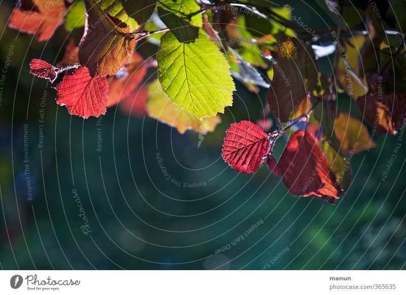 Leuchtfarben Natur Frühling Herbst Baum Blatt Zweige u. Äste Haselnussblatt leuchten natürlich mehrfarbig grün rot Farbfoto Außenaufnahme Menschenleer