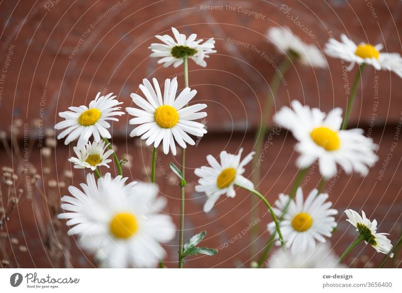 Gänseblümchen vor Holzhütte Blume Sommer Frühling weiß Blütenblatt Natur Pflanze geblümt Hintergrund Garten Korbblütengewächs frisch romantisch schön gelb