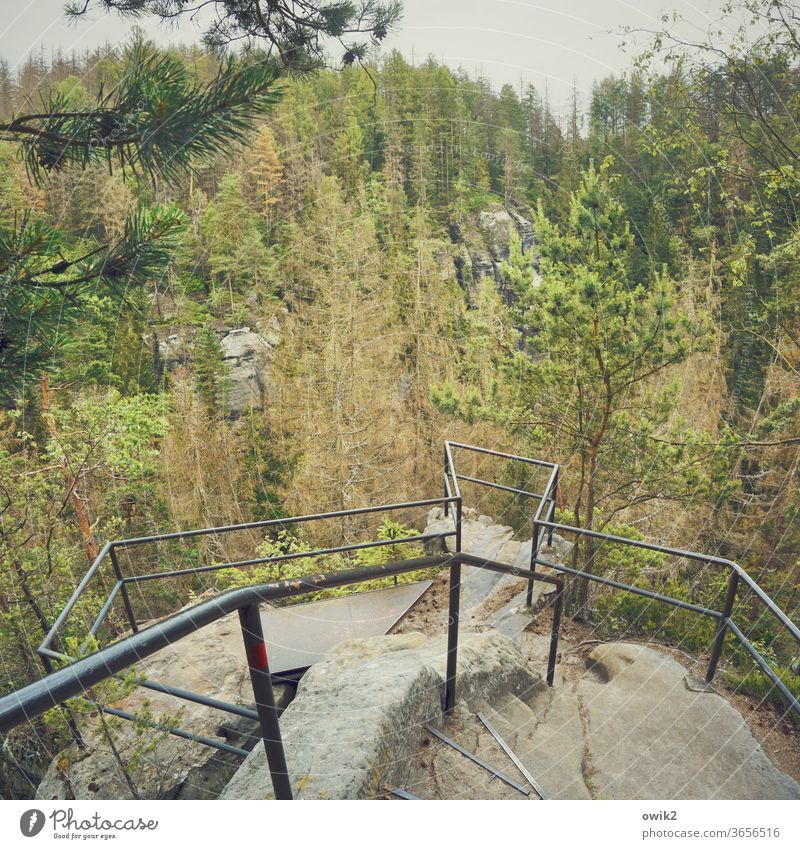 Naturbühne Aussicht Geländer Schutz Aussichtsturm Ferne Horizont Farbfoto Außenaufnahme Tag Zweige u. Äste Idylle Elbsandsteingebirge Sächsische Schweiz