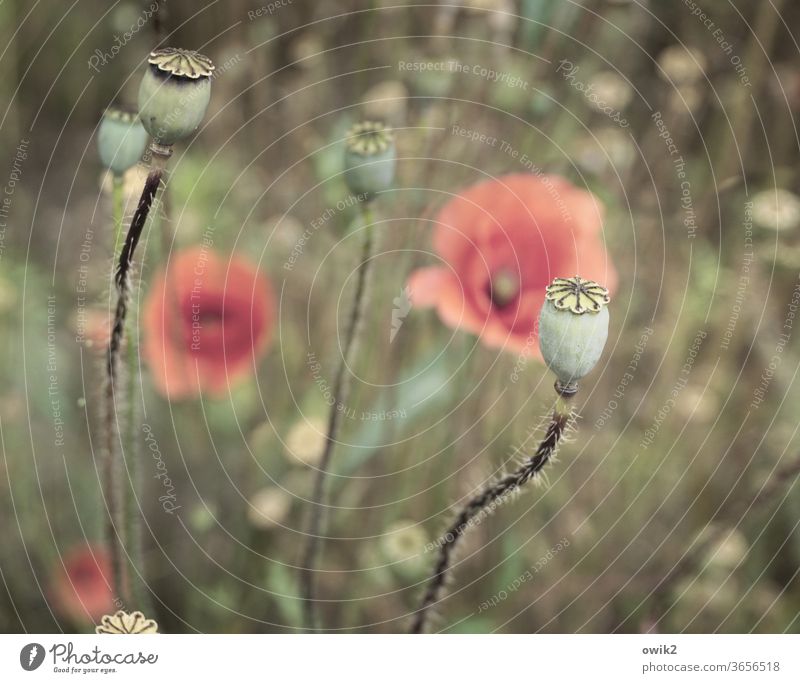 Moin, Mohn Flora Natur Farbfoto rot Blüte Frühling Mohnblüte Wiese Blühend draußen Außenaufnahme Textfreiraum oben Schwache Tiefenschärfe Duft bewegen lebendig