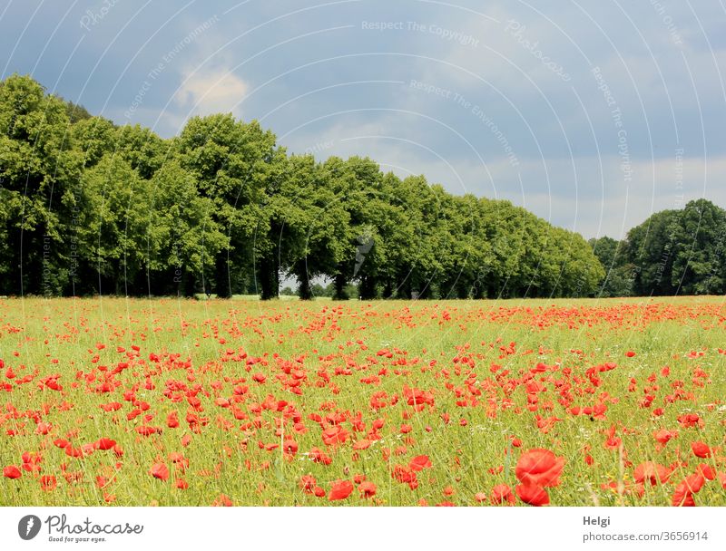 Mo(h)ntag - jede Menge Klatschmohn auf einem Feld neben einer Baumreihe mit bewölktem Himmel Mohn Mohnblumen Mohnfeld Blume Blüte Mohnblüte Sommer Allee Wolken