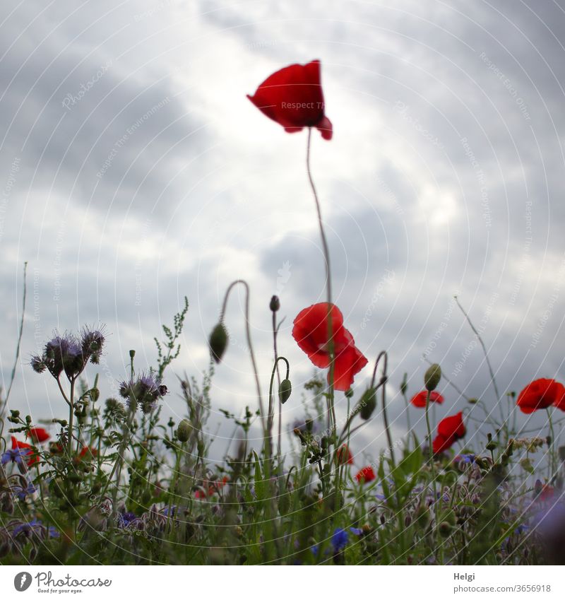 Mo(h)ntag - Mohnblumen auf einer Blühwiese im Abendlicht vor wolkigem Himmel Mohnblüte Blume Blüte Phacelia Knospe Vielfalt Blütenvielfalt Hmmel Wolken