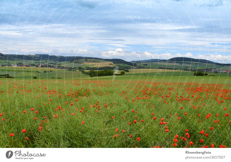 Mohnblumen in einem Rapsfeld in der thüringer Rhön mohnblumen raps anbau öl landschaft mittelgebirge rhön thüringen berg urlaub erholung wandern wanderweg