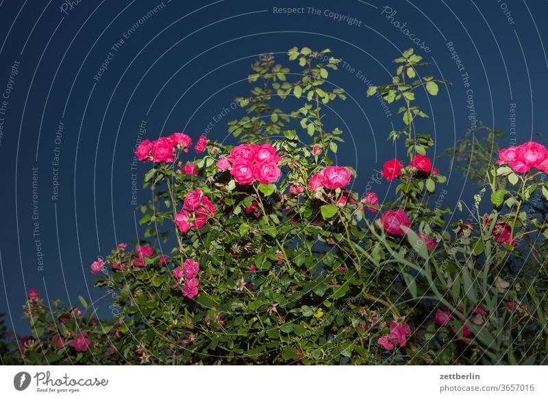 Angeblitzte Rose abend ast blitzlicht blume blühen blüte dunkel erholung ferien garten himmel kleingarten kleingartenkolonie menschenleer nacht natur pflanze