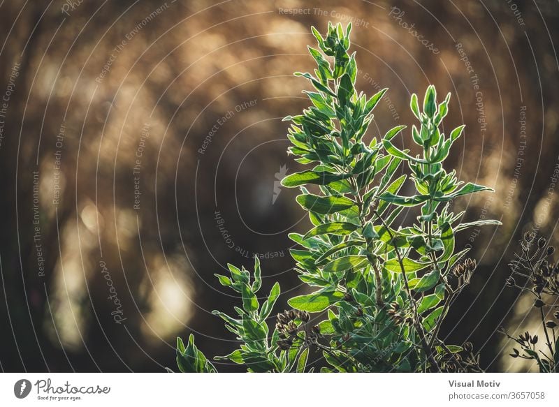 Immergrüne Blätter von Cistus albidus, auch als Zistrose bekannt Pflanze Felsenrose Blatt Garten Sommer sonnig Natur Strauch Botanik vegetieren organisch Saison