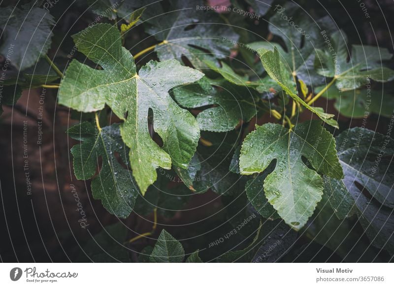 Regentropfen auf den Blättern eines Feigenbaums Blatt Baum nass Garten Tropfen grün Wetter Pflanze Natur Wachstum Flora frisch Ast Botanik Laubwerk Umwelt