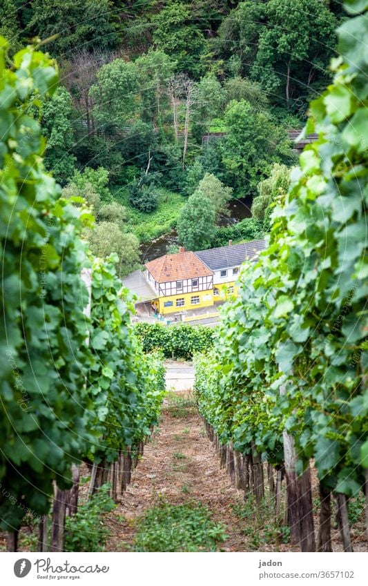 steillage. Wein Weinberg Weinbau Außenaufnahme Pflanze Nutzpflanze grün Tag Natur Weingut Landschaft Sommer Schönes Wetter Haus Gebäude Wachstum