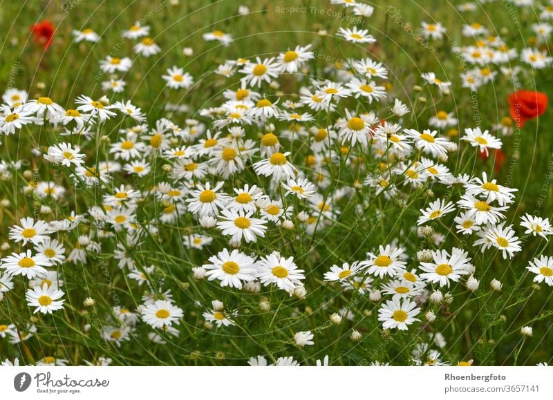 blühende Kamille am Feldrand kamille blumen feld gras gräser mageriten gänseblümchen mohnblumen natur landschaft sommer wildblumen tee trinken arzneimittel