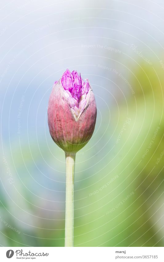 Mir platzt gleich der Kragen, sprach die Blütenknospe des Zierlauchs Zierlauchblüte platzen Gartenpflanzen Schwache Tiefenschärfe Natur Blume violett