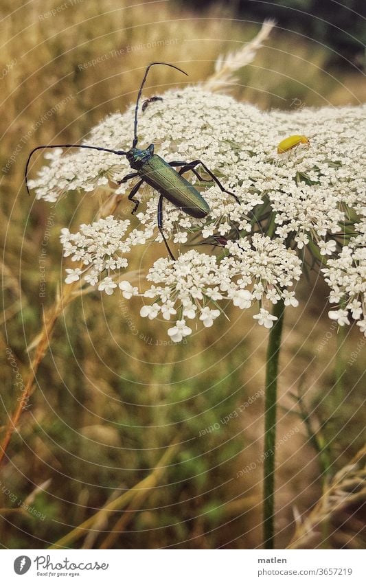 männlicher Moschusbock auf Dolde dolde Bärenklau Wiese Schwefelkäfer Flora Fauna Sommer menschenleer mobil