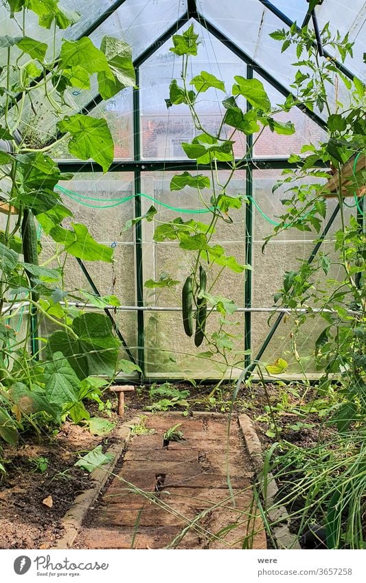 Gurken im kleinen Gewächshaus Kleingartenanlage biologisch Eigene Produktion Kleines Gewächshaus Textfreiraum Lebensmittel Frucht Garten Gartenarbeit Gesundheit