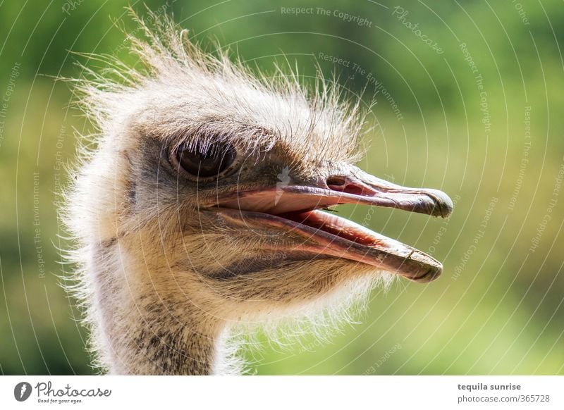 Straußportrait Tier Wildtier Vogel Zoo Schnabel Auge Feder Daunen 1 Fressen Lächeln lachen leuchten Farbfoto Außenaufnahme Tag Gegenlicht Tierporträt Profil