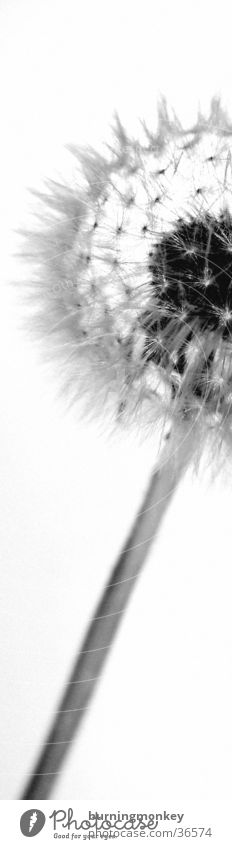 Pusteblume Blume Löwenzahn Pflanze Schwarzweißfoto Makroaufnahme Nahaufnahme Natur