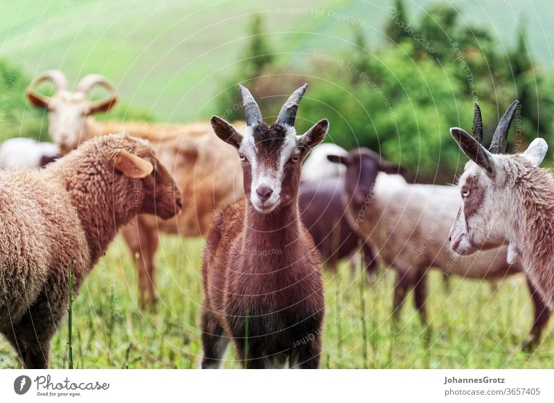 Ziege auf einer Weide inmitten einer Herde blickt in die Kamera ziege souverän stur portrait lustig wild lebende tiere herde süß niedlich natur Hörner braun