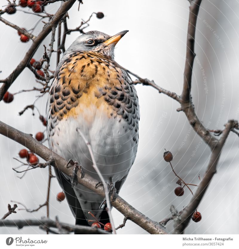 Wacholderdrossel im Beerenstrauch Turdus pilaris Drossel Tiergesicht Kopf Schnabel Auge Gefieder Federn Flügel Wildtier Vogel Tierporträt Baum Zweige u. Äste