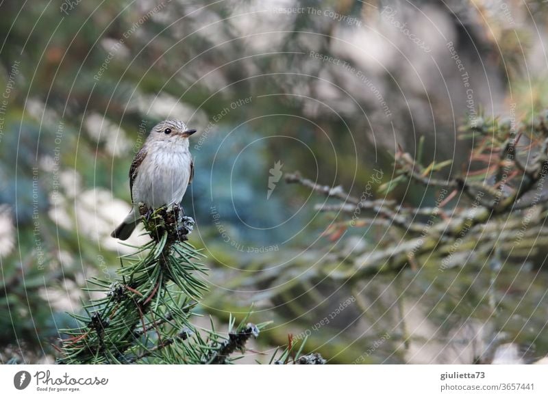 Grauschnäpper Porträt Baum hocken frei Ornithologie heimisch Neugier Wildtier Garten Halbprofil gefiedert Glück Blick Blick in die Kamera Zugvogel Naturliebe