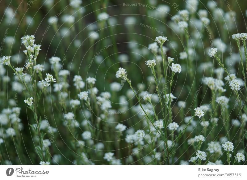 blumenwiese natur pur Außenaufnahme Wiese Gras Sommer Pflanze Umwelt Menschenleer Licht Wildpflanze Grünpflanze Sonnenlicht