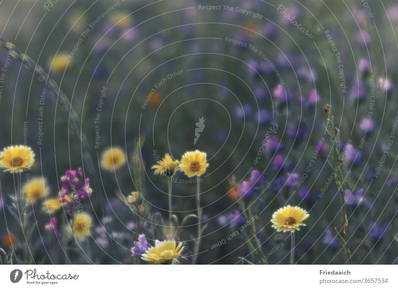 Sommerblumen-Bienenwiese bunt Blumenwiese Bienenweide Natur Farbfoto Freude Außenaufnahme Blühend mehrfarbig Umwelt