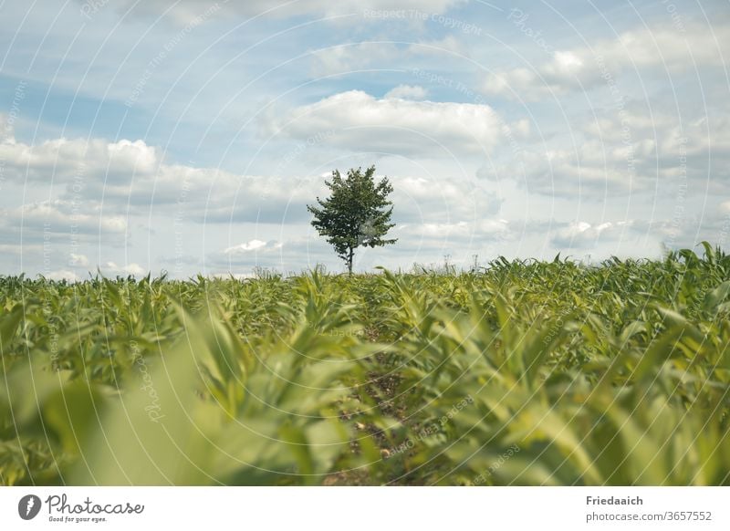 Ein Baum am Horizont hinter dem Maisfeld Natur Außenaufnahme Landschaft Umwelt Himmel natürlich Feld Tag Nutzpflanze grün Ackerbau Landwirtschaft Sommer