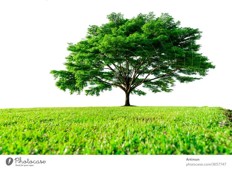 Großer grüner Baum mit schönen Ästen und grünem Grasfeld, isoliert auf weißem Hintergrund. Rasen im Garten im Sommer. Sonnenschein zu großem Baum auf grünem Grasfeld. Naturlandschaft. Dekoration des Parks.