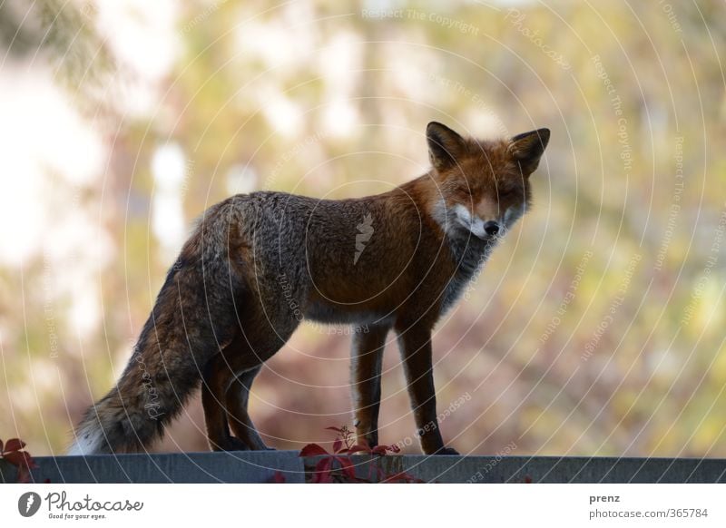 Stadtfuchs Umwelt Natur Tier Herbst Wildtier 1 braun rot Fuchs Berlin Blick Farbfoto Außenaufnahme Menschenleer Textfreiraum links Textfreiraum oben Tag