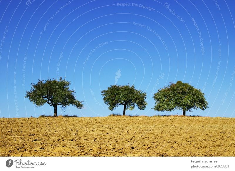 Drei Apfelbäume Umwelt Natur Landschaft Pflanze Erde Frühling Sommer Schönes Wetter Baum Feld Wald heiß blau braun gelb gold grün 3 Himmel Farbfoto