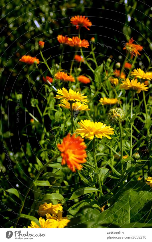 Calendula officinalis abend blitzlicht blume blühen blüte dunkel erholung ferien garten kleingarten kleingartenkolonie menschenleer natur pflanze ruhe