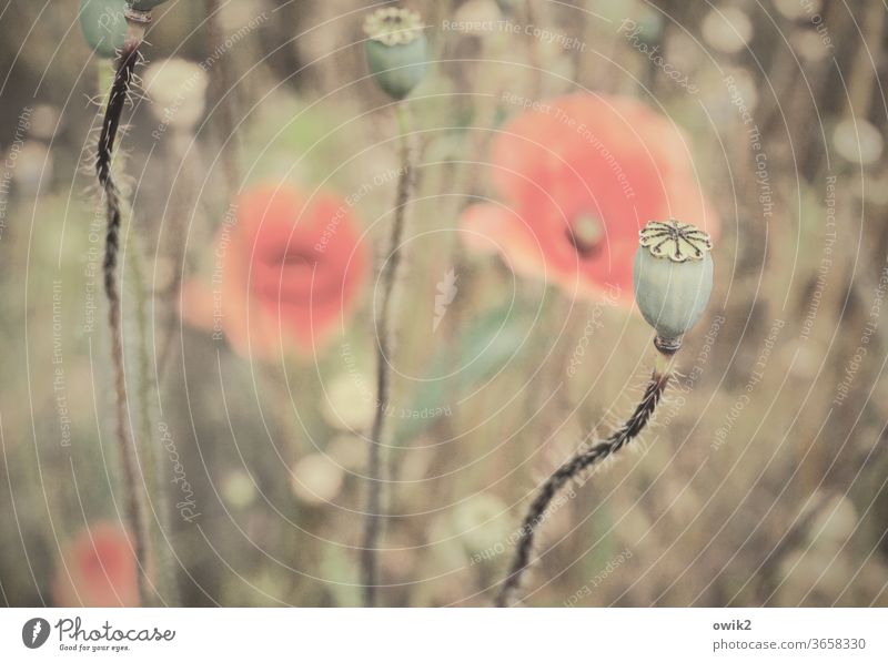 Verblassende Erinnerung Flora Natur Farbfoto rot Blüte Blühend Wiese Mohnblüte Frühling draußen Außenaufnahme Textfreiraum oben bewegen Duft