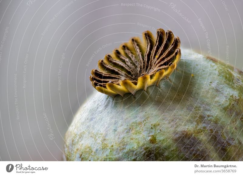 Mohnschote des orientalischen Mohns, Papaver orientale Staudenmohn Frucht reif Hülse Textfreiraum Papaveraceae