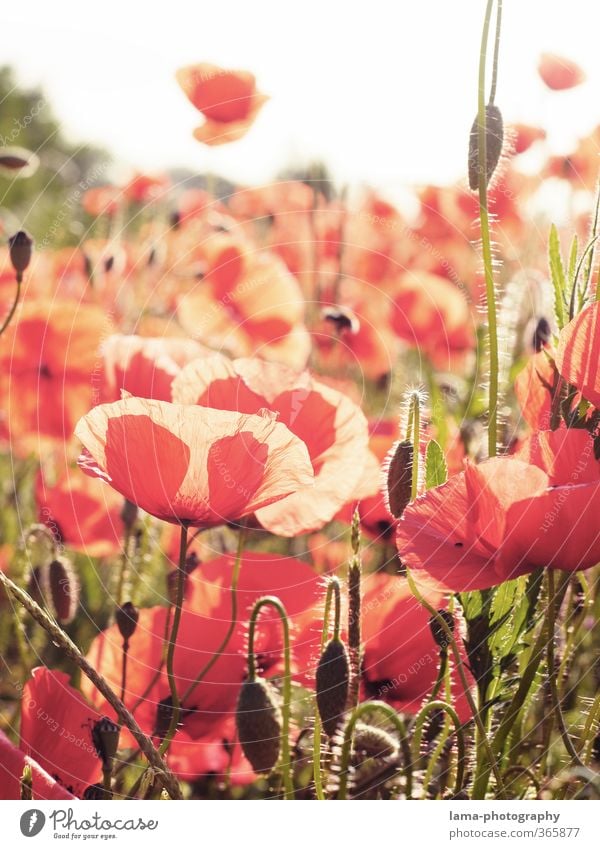 Mohnschein Sonnenlicht Pflanze Blume Klatschmohn Mohnblüte Mohnfeld Wiese Feld hell rot Außenaufnahme Sonnenstrahlen Gegenlicht