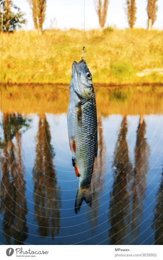 fischfang Fisch Angeln See Angler sprotte Wasser Fischereiwirtschaft Ernährung Seeufer Lebensmittel