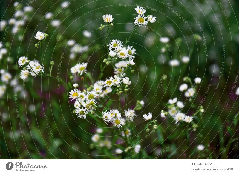 Zerrupfte Blümchen | Weiße Wiesenblumen mit gelbem Blütenstempel Blumen Wildblumen Sommerwiese Pflanze Natur Blumenwiese Außenaufnahme Farbfoto Blühend