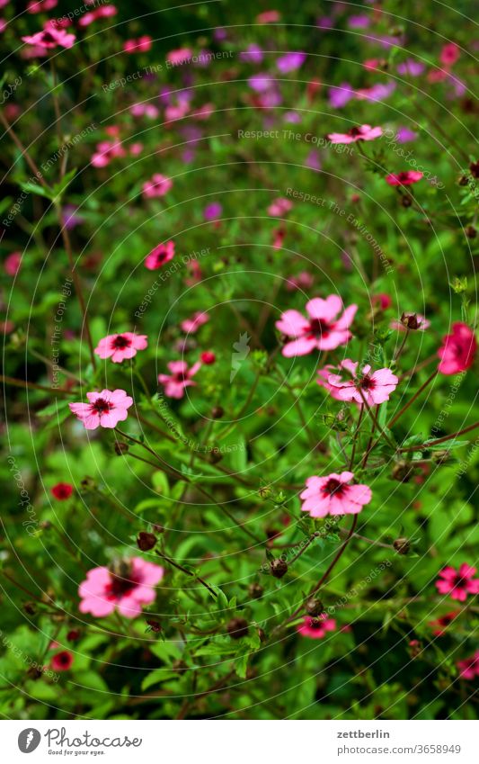 Blumen ohne Waffelmuster abend blitzlicht blume blühen blüte dunkel durchsicht erholung ferien garten kleingarten kleingartenkolonie menschenleer natur pflanze