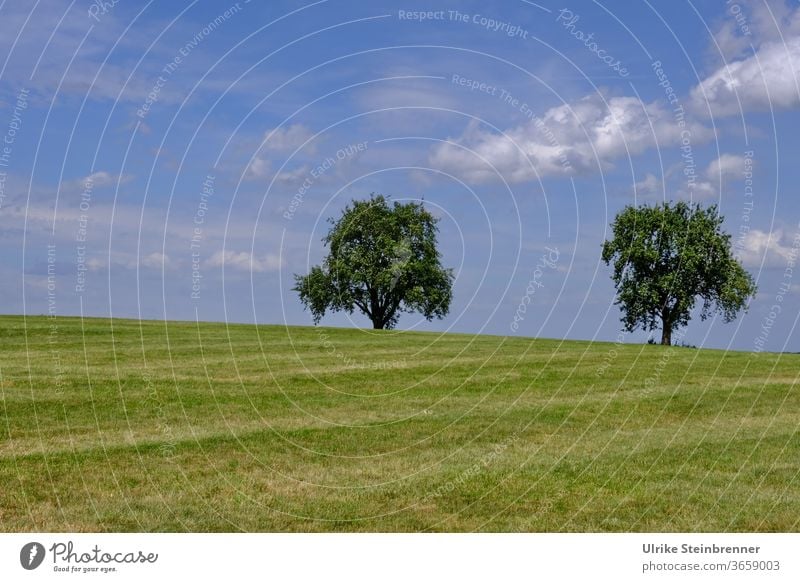 Zwei alleinstehende Bäume auf grüner Wiese unter blauem Himmel Obstbaum zwei Hügel paarweise Gras Feld Baumfeld Sommer Landschaft Natur Wolken Schönes Wetter