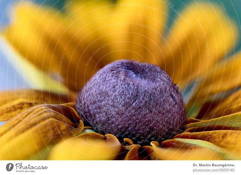 Rudbeckia-Hybride, Gartenblume aus der Familie der Sonnenblumen Sonnenhut Zwitter nordamerikanisch Asteraceae Verbundwerkstoffe schwarzäugig-susan Blume