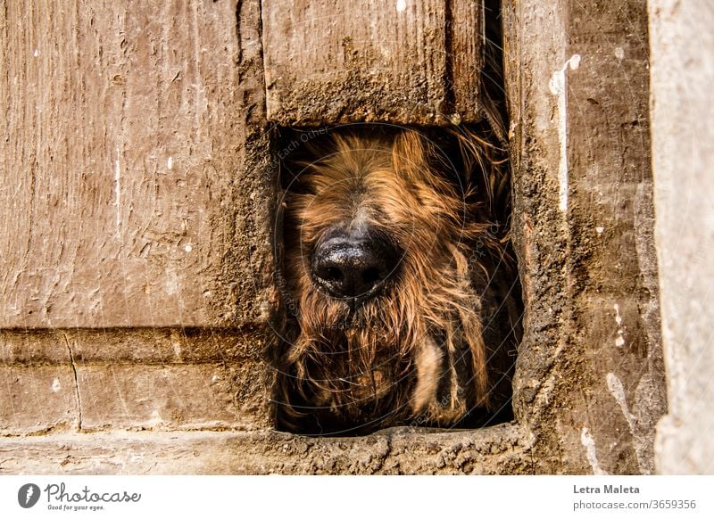 Versteckter brauner Hund hinter alter Tür Tier Außenaufnahme Tierporträt Haushund alte Tür braune Tür versteckter Hund verborgen