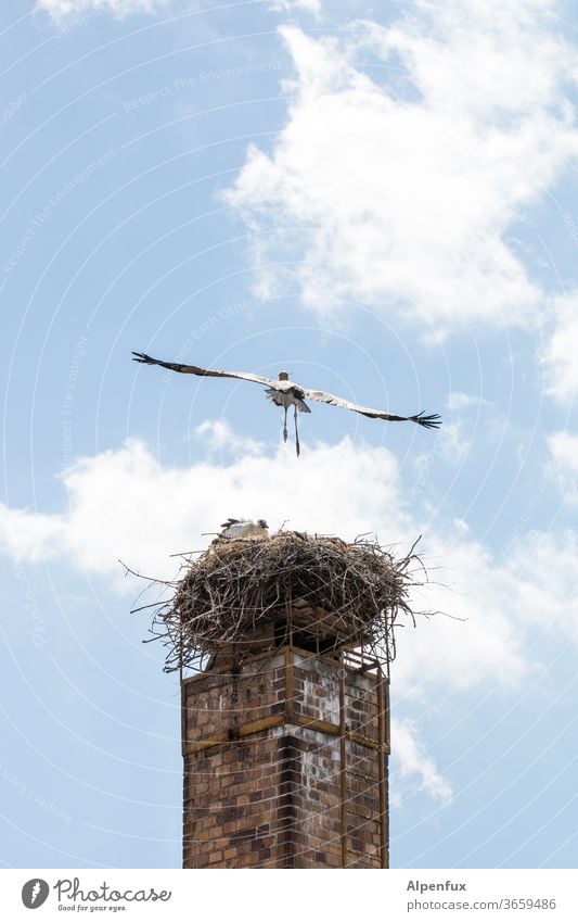 schräger Vogel Storch Horst Schornstein Außenaufnahme Nest Menschenleer Weißstorch Tierporträt Farbfoto fliegen fliegend Wildtier Natur Tag Textfreiraum oben