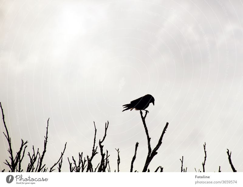 Scheerenschnitt - oder ein Rabe balanciert auf einem abgestorbenen Gestrüpp Krähe Vogel Federn Schwanzfedern Schnabel balancieren blattlos Ast Äste Zweig Zweige