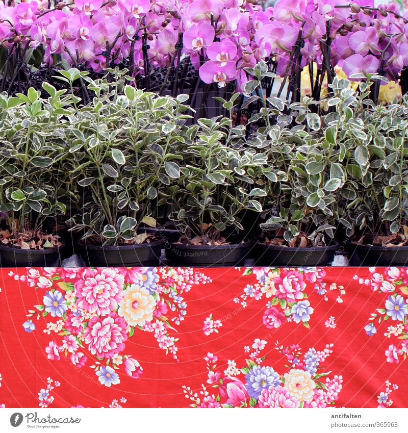 Blumiger wird's nicht Natur Pflanze Frühling Sommer Blume Orchidee Blatt Blüte Topfpflanze Papier Verpackung Dekoration & Verzierung Sammlung Ornament