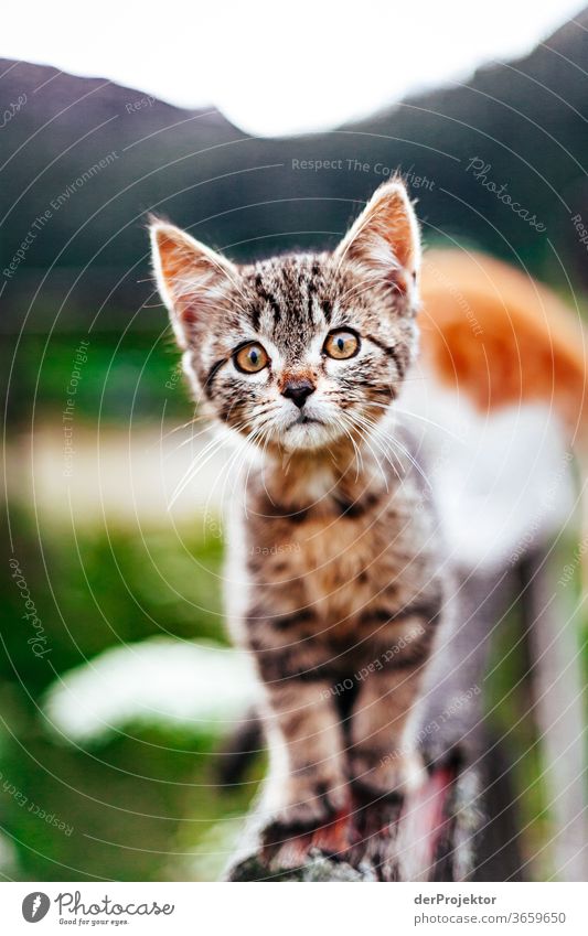 Katze am Funtensee Weitwinkel Panorama (Aussicht) Totale Zentralperspektive Starke Tiefenschärfe Sonnenlicht Lichterscheinung Kontrast Schatten