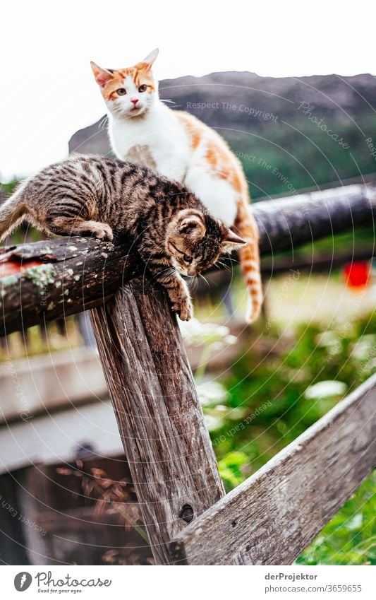 Katzen am Funtensee Weitwinkel Panorama (Aussicht) Totale Zentralperspektive Starke Tiefenschärfe Sonnenlicht Lichterscheinung Kontrast Schatten