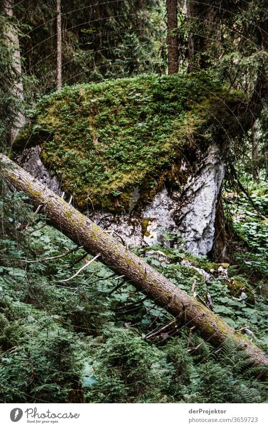 Wald im Nationalpark Berchtesgarden Weitwinkel Panorama (Aussicht) Totale Zentralperspektive Starke Tiefenschärfe Sonnenaufgang Sonnenlicht Lichterscheinung